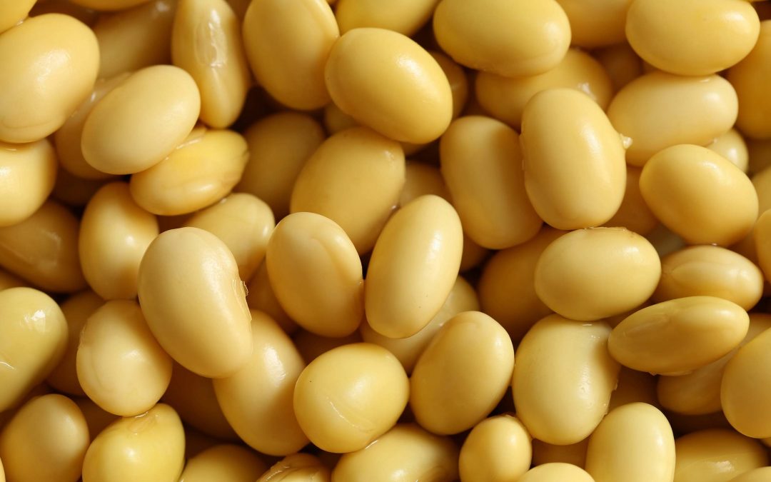 The Truth about Soya