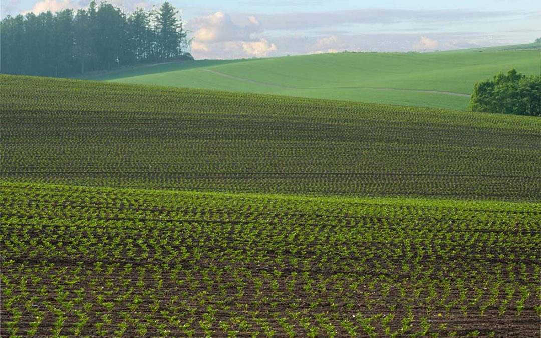 National Food Strategy: From What to How