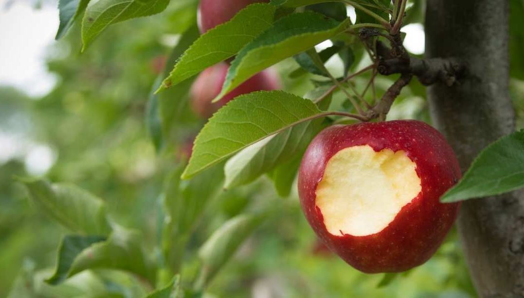 Taking a bite out of climate change