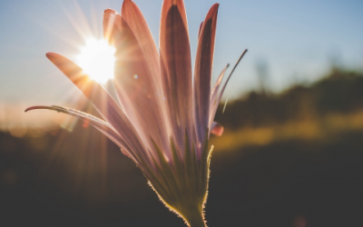 What is the role of nutrition in bulimia nervosa recovery?