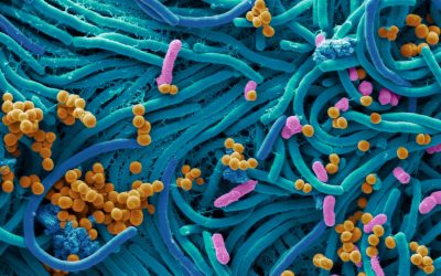 Professor Glenn Gibson: Current perspectives on gut health research: focus on prebiotics