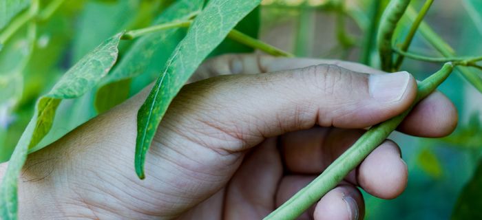 Hand picking a bean pod from a plant, representing sustainable, plant-based food production